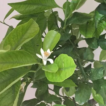 فندق مبيت وإفطار Arche 4*