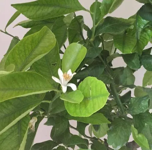 Bed & Breakfast Arche 4*